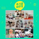 [강아지간식ㅣ헬로도기] 참좋은간식, 소울대80g 후기 모음♥