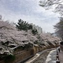 만덕백양체육공원 옆 | [공지] 2026년 4월 부산 만덕 덕천천 벚꽃 개화 상황. 가는 법. 주차 정보. 주변 벚꽃 명소.