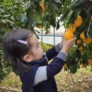 황금향따기 체험🍋 이미지