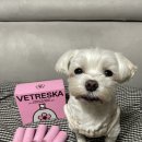 향기나는 강아지 이미지