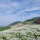 평창군 종합관광안내소 | 6월 둘째주의 추천 여행지(1): 평창 육백마지기 샤스타데이지꽃밭 - 죽기 전에 한번은 가봐야 할, 세계...