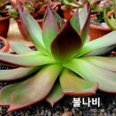 불나비 이미지