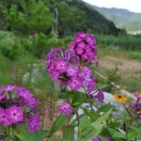 피서농장 이미지