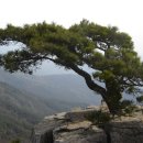 천과나무 이미지