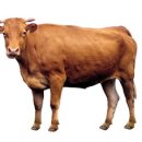 대양제면 이미지