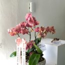 (주)디자인오엔 | 대전호접란 인사이동화분 승진축하선물 대전꽃집 대전중구꽃집 오엔젤플라워