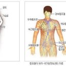림프계 역할 위치 림프순환 림프절 마사지 우리 몸에 영향 이미지