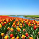 구름송이 | 파주 공릉천 튤립축제 2026 12만 송이 꽃밭에서 인생 사진 남기고 온 생생한 방문 후기