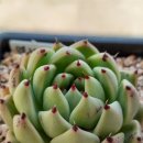 엘리아 이미지
