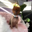 샵뽀도독 이미지