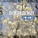 경남아파트 (건너) | 서울 성동구 용답역 봄꽃 나들이 청계천 매화 명소ㅣ하동매실거리