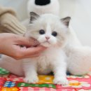 진주강아지분양 고양이분양 미유펫 | 광양고양이분양 건강한 고양이 미유펫에서