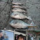 상사리(상) Daum카페