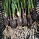 초일농장 이미지