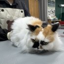 달봉이네 대연점 이미지