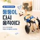 마비 | 후지마비 강아지 휠체어 제작 후기｜둥둥이의 새로운 걸음