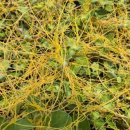 숨비기낭 이미지