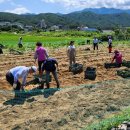 보람농장 이미지