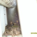 인삼골식당 이미지