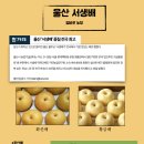 서생배 (화산배, 황금배)로 추석준비하세요 이미지