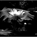 강주연못 이미지