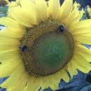 용문마을회관 (용문마을방면) 이미지