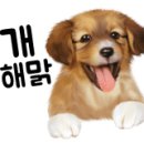 닥터호오 동물병원 이미지