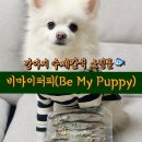 비 마이 퍼피 이미지
