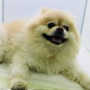 루이스24시동물병원 이미지