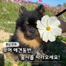 임천대교비 | 부여 애견동반 여행 가볼만한곳 BEST5