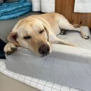 펫 마마의 집 이미지