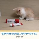 헬로그루밍 | 헬로마이펫 냥냥카솔 고양이피부 링웜 꼬드름 상처 케어 연고