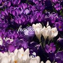 본앤머슬 | 두쫀쿠에 미쳐서 매일 시켜 먹은 찐후기 (수원 배달 위주｜영통·망포·기흥·광교)