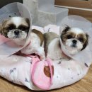 푸른종합동물병원 네이버블로그
