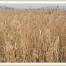 부부 백반 이미지