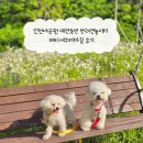 햇살공원 배드민턴장 | 인천대공원 애견동반 반려견놀이터 메타세쿼이아길 후기