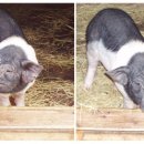 허브꿈터