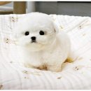 멍멍그루밍 | 평택강아지분양 적극적인 분양 후기