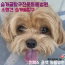 다우동물병원 | 슬개골탈구 진단 받았어요/소형견 슬개골탈구/슬개골탈구 전문동물병원/[김포 파주 킨텍스 쿨펫 동물병원]