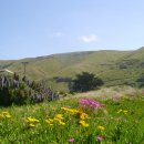 이야기,꽃 이미지