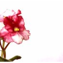 바이올렛 이미지