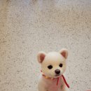 커몽커몽펫 이미지