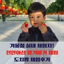 천안아산자동차검사장 | 설날 명절 연휴 아이랑 어디갈까? 🍓 천안아산 딸기체험 도치팜 27개월 아기랑 다녀온 후기