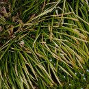 봄의언덕 이미지