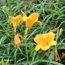 고봉 - 오산시 | 고봉