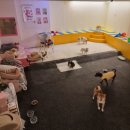 돈워리독 이미지