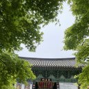 전북 부안 내소사 벚꽃 입장료 전나무숲길