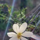 상록꽃화원 이미지