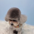 호다닥쑥 이미지