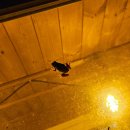 청개구리펜션민박 이미지